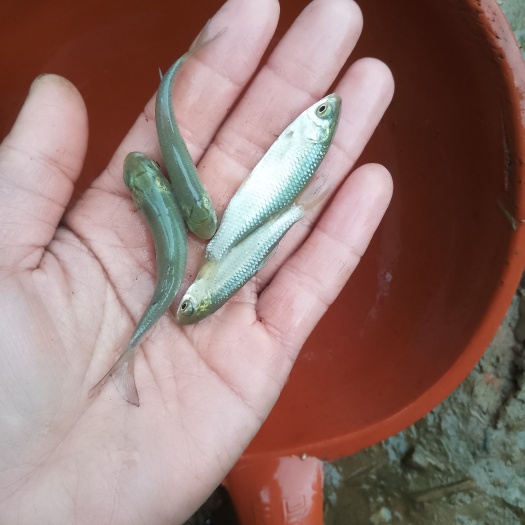 贵港广草鱼苗草鱼苗皖鱼苗快大草鱼苗
