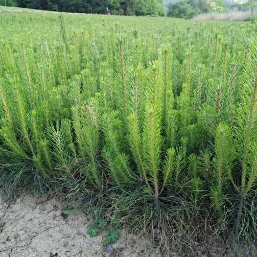 营养袋苗油松苗两年生苗12/20起步