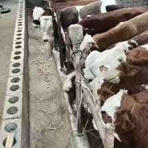 威宁县本地西门塔尔牛