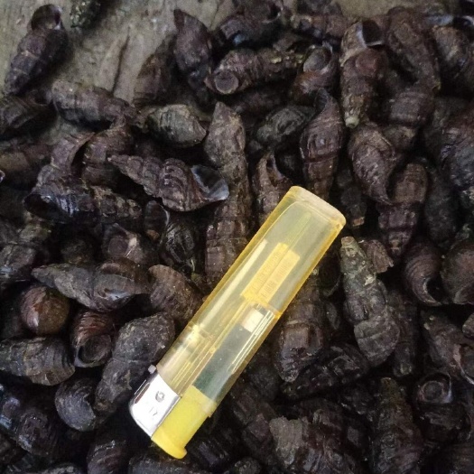 玉林山坑螺，纽螺