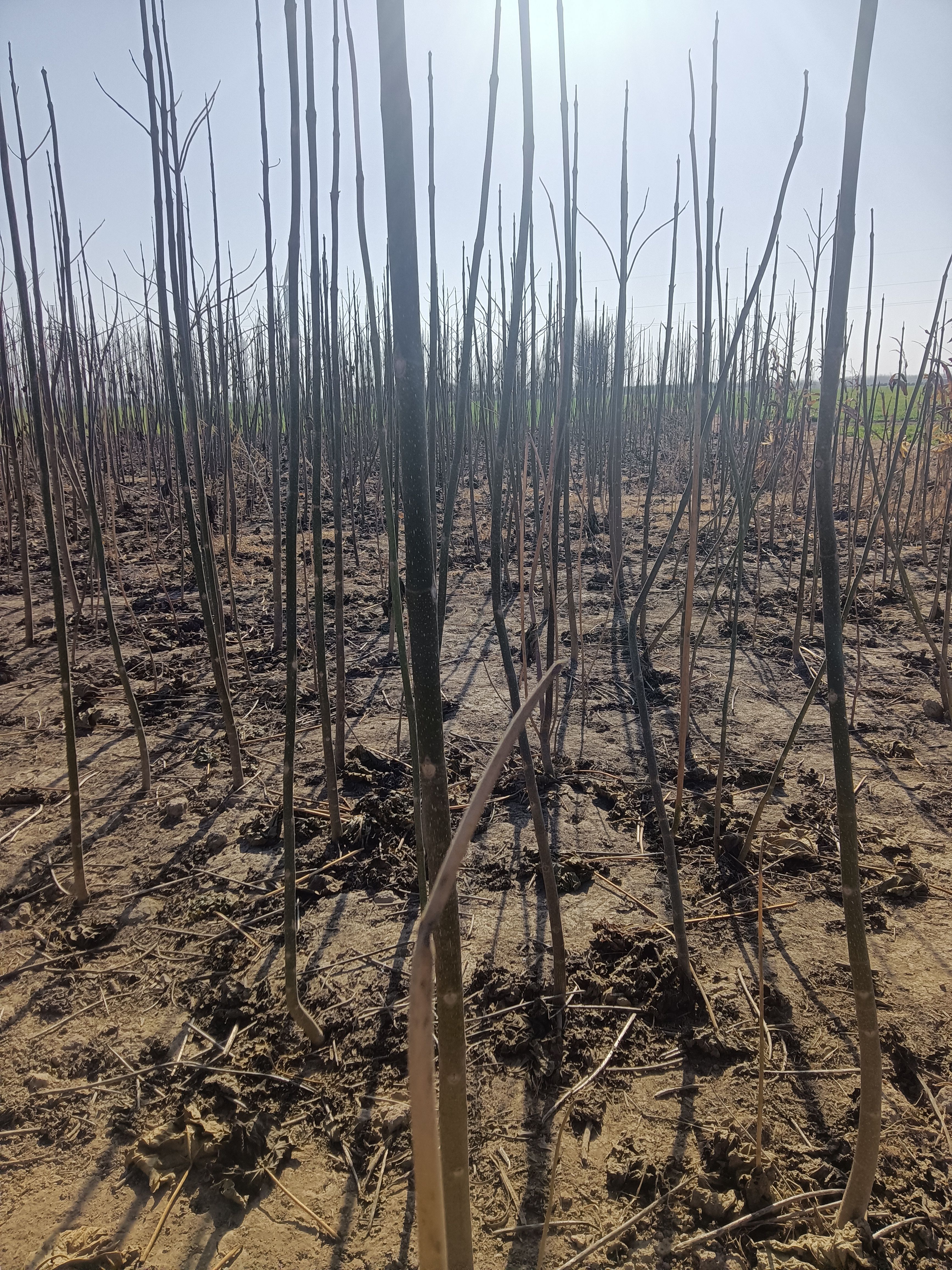 9501.9502.毛白三三泡桐树苗