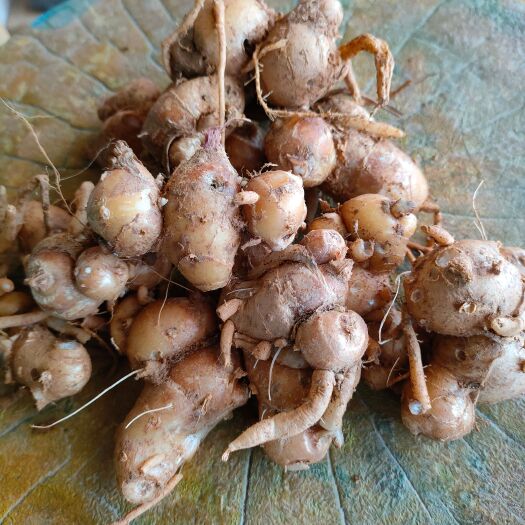 高州市高州沙姜，大量现货。