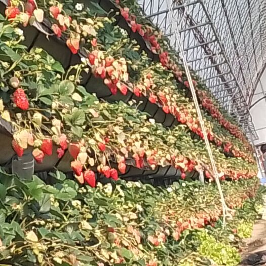岫岩县寻思有实力草莓收购客户