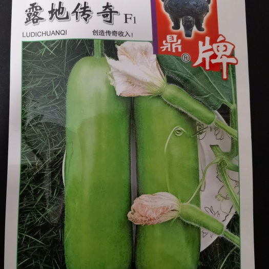 露地传奇瓠瓜种子，早熟，中棒型，高温季节种植更显优势