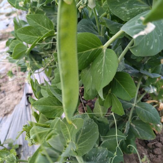 怀集县怀集荷兰豆