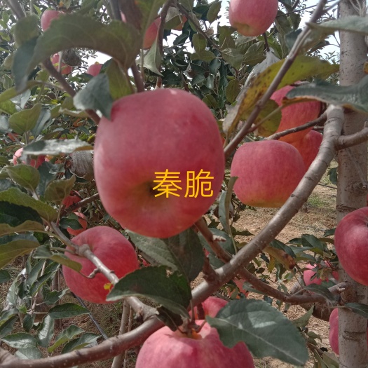 苹果苗，秦脆苹果苗。条化和矮化。