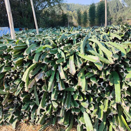 马山县火龙果苗