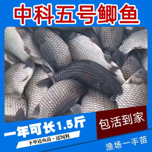 重庆市鲫鱼苗，中科3号鲫鱼苗
