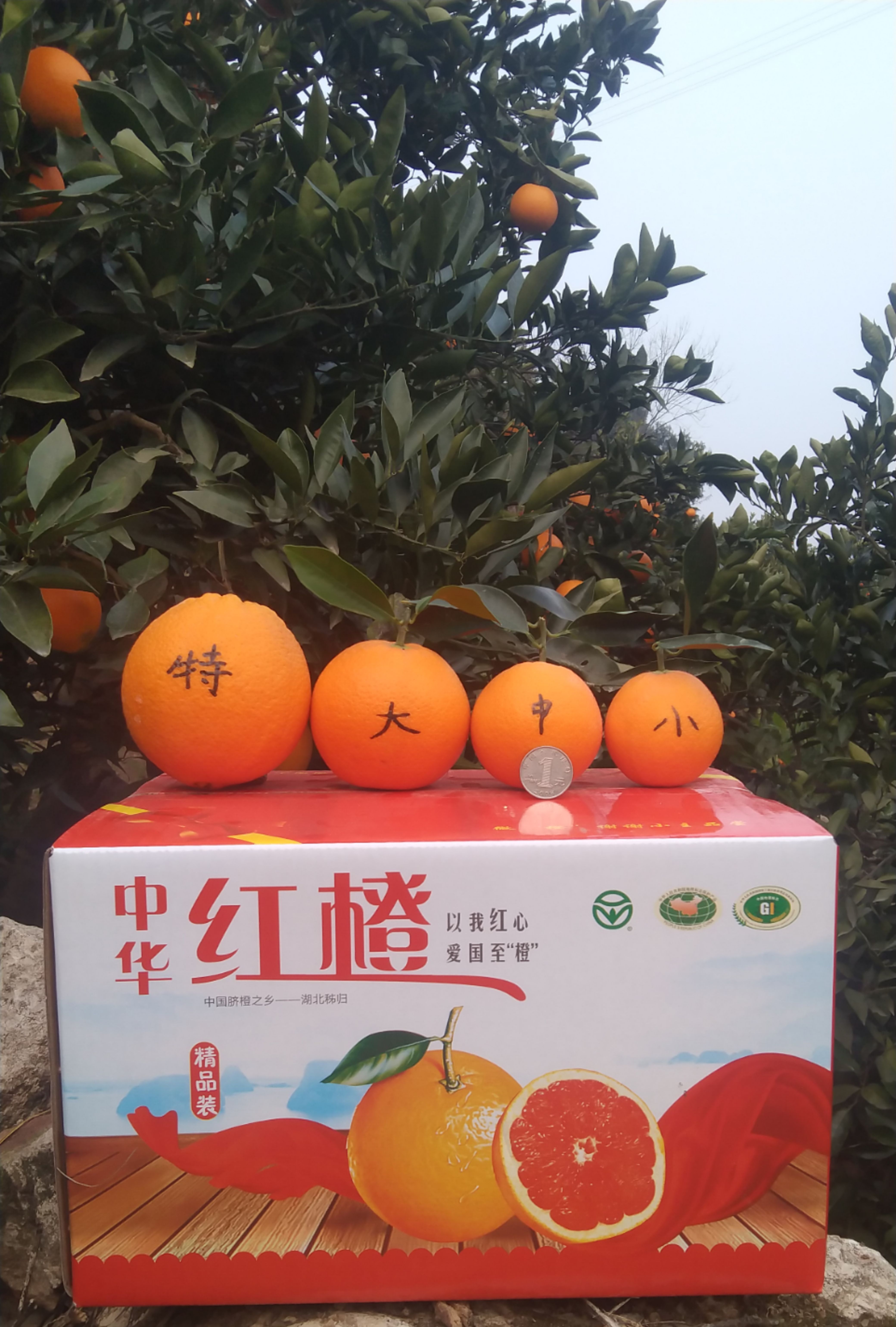 秭归县中华红橙血橙|果园现摘||香甜多汁||应季水果||5斤10斤