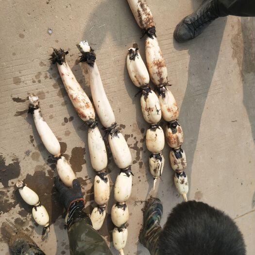 沭阳县35莲藕大量现货
