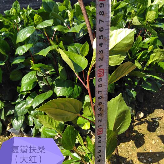 漳浦县复瓣扶桑大红花（黄花）