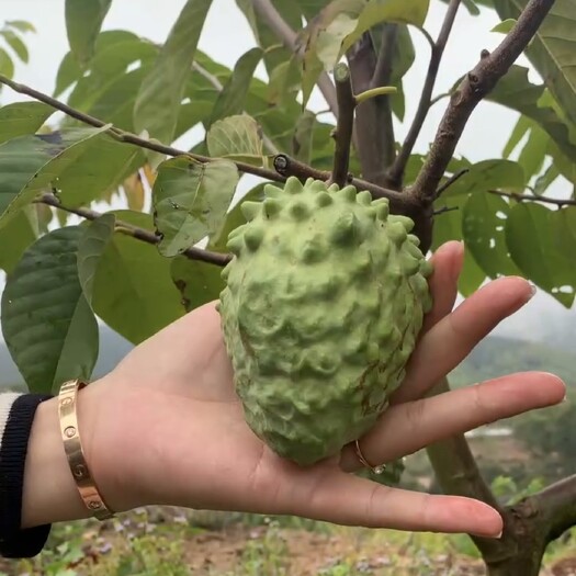 博罗县凤梨释迦果＃厂地直供＃绿色生态