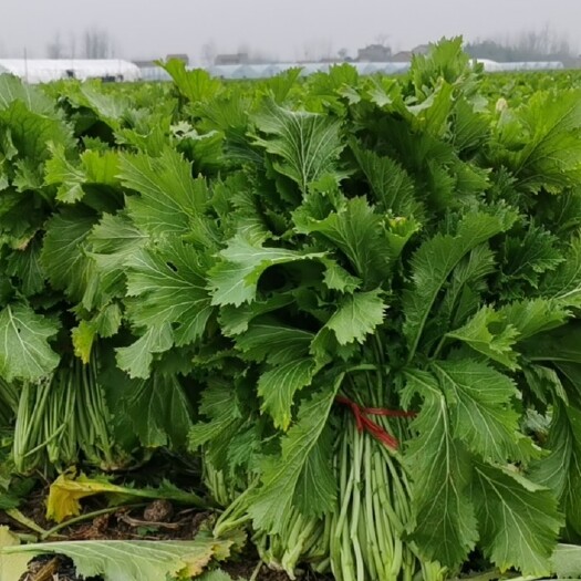黄冈基地雪里红500余亩，多批次种植，各种规格均有销售，欢迎咨询
