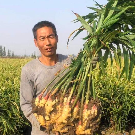 沂水县姜种 新鲜子姜小黄姜姜种 大黄姜姜种批发价格