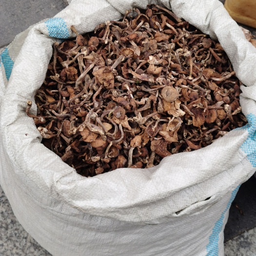 敦化市草菇
