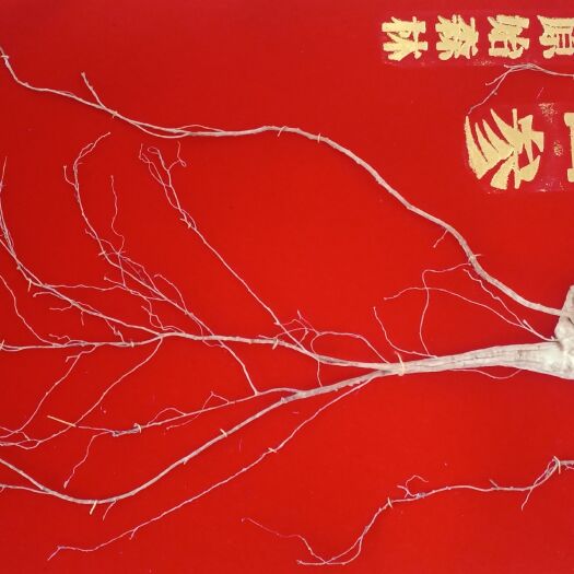 安图县山参