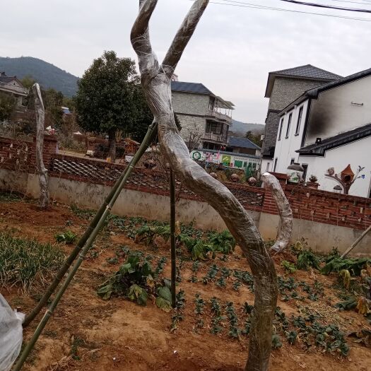 长兴县紫藤怪桩，地径15以上，白花继木老桩，地径25以上，要的联系