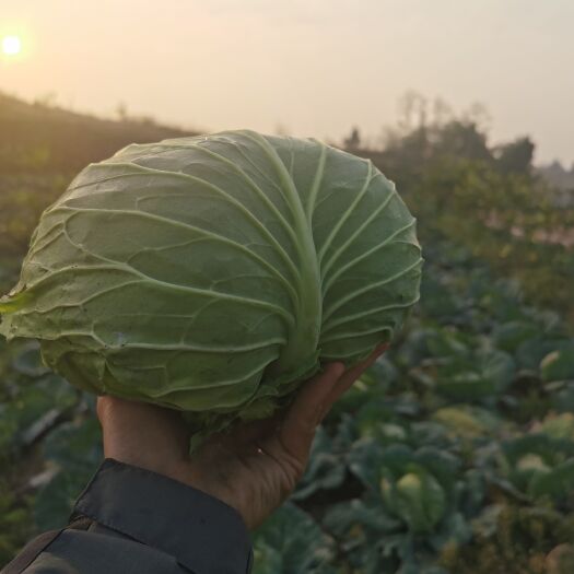 隆昌市四川内江夏优50包菜莲花白大量处理！