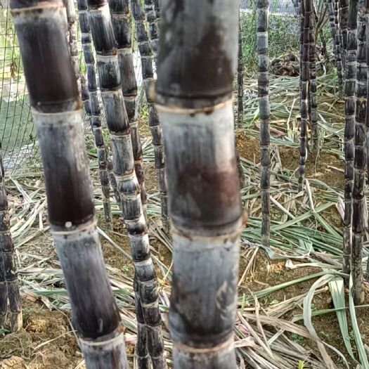 河口县黑皮甘蔗