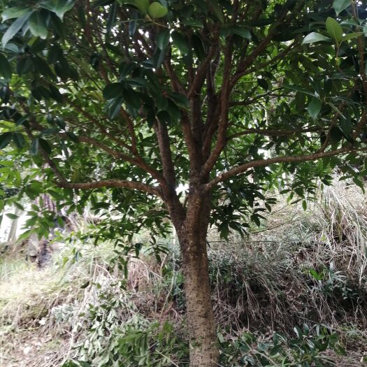 锦屏县桂花树
