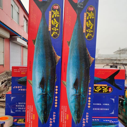 滨州黄金鲅鱼礼盒装15/20斤左右，船冻及时！新鲜度高！
