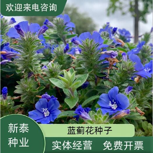 沭阳县蓝蓟花种子室外庭院花卉耐寒园林种籽四季景观植物盆栽