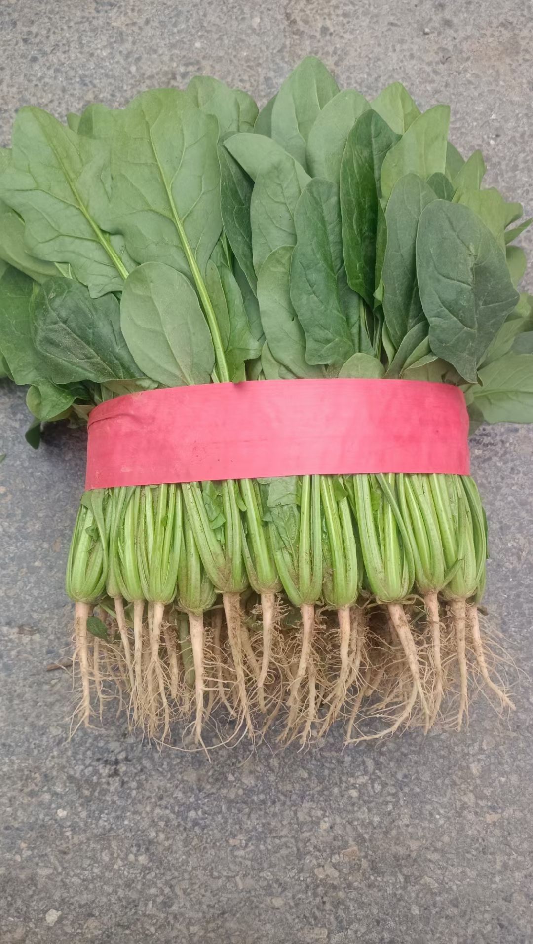 热搜精品大叶菠菜 产地直销一手货源质量优货源充足
