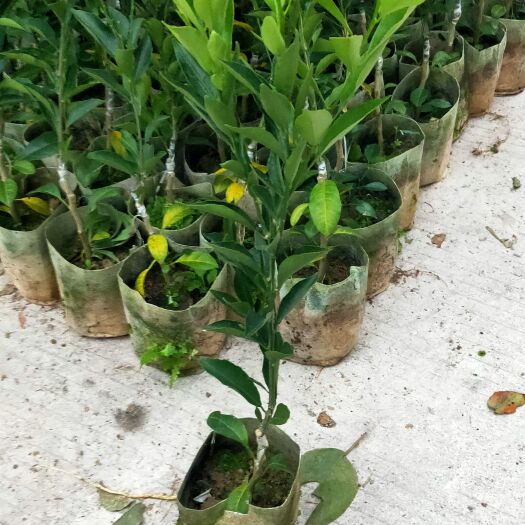 普宁市红柠檬贴木新会柑苗(茶枝柑，陈皮柑)