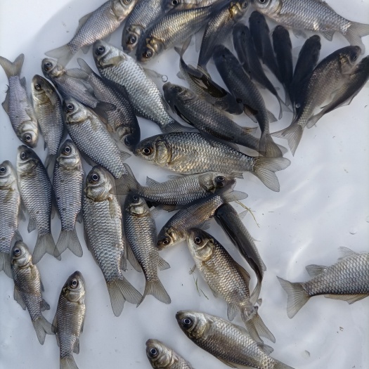 昆明鲫鱼苗 中科5号鲫鱼苗，基地直供送货上门货到付款