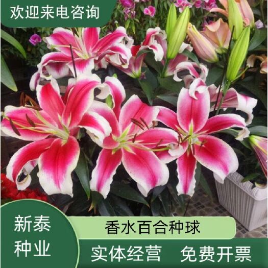 沭阳县香水百合花种球盆栽花卉室内室外四季好养活植物种子郁金香土水培