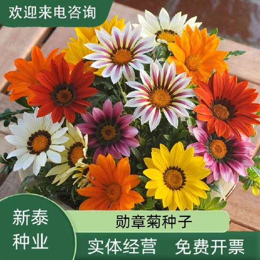 菊花种子  勋章菊种子四季花种非洲太阳花菊花阳台庭院盆栽花籽