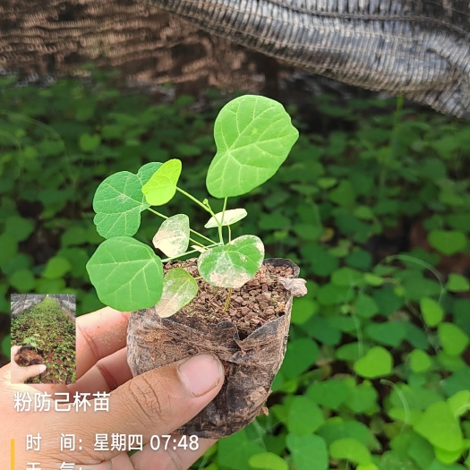 粉防己 种苗 土木香苗，适合荒山荒地管理粗放