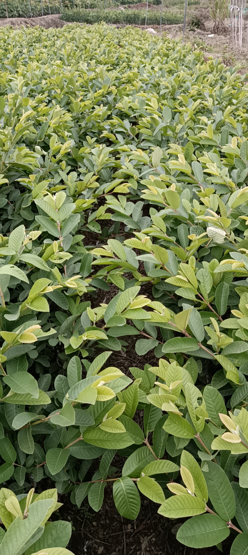 芳姐種植基地