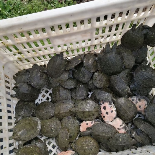 优质良种外塘冷水甲鱼苗