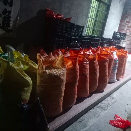 罗定市朝天椒，