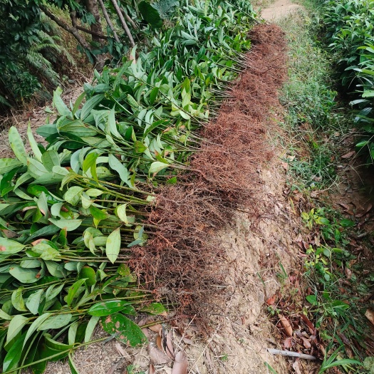优质肉桂苗品质保证一分钱一分货无病根苏多保湿发货成活率高包邮
