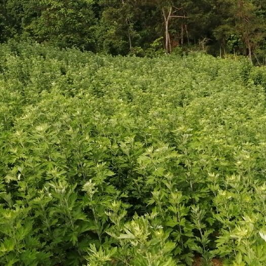 房县大量种植艾草3ooo亩，