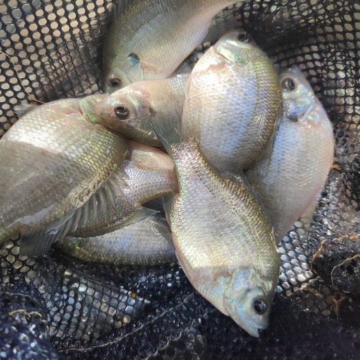 佛山蓝鳃太阳鱼2到3千斤，2到4两