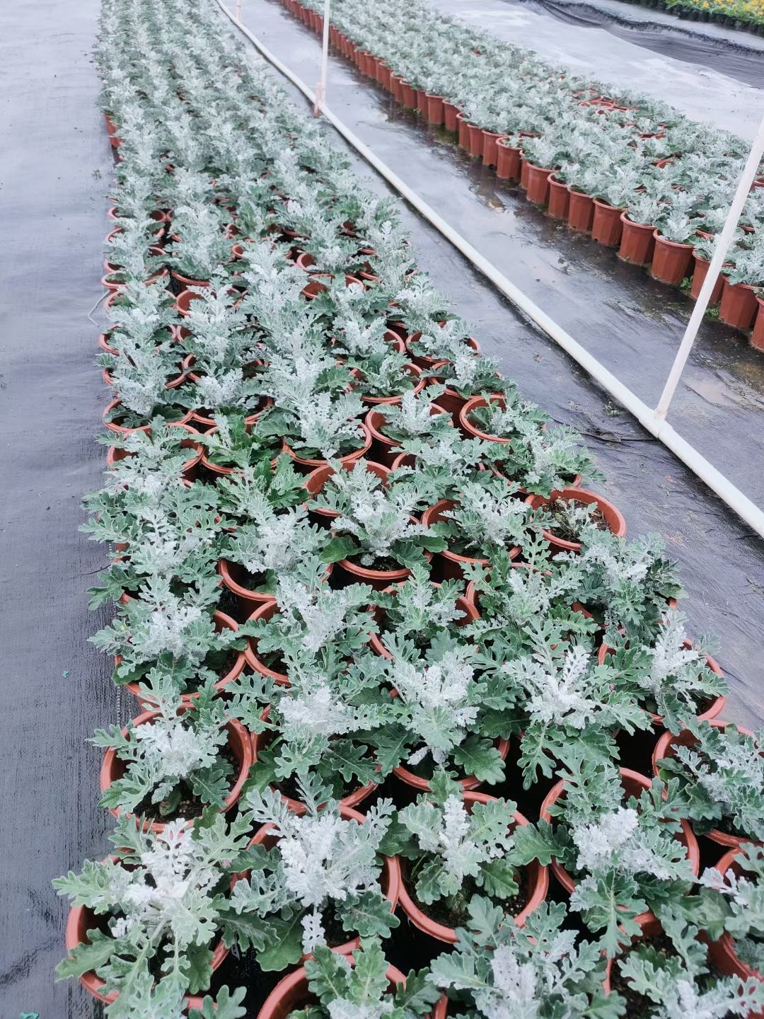 银叶菊，抗性好易管理，基地自产自销，摆花理想品种