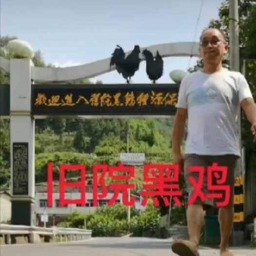 万源市【称毛重顺丰发货】旧院黑鸡种鸡纯度95%以上乌鸡黑鸡3～5斤