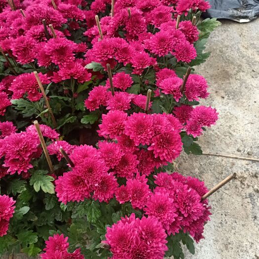 佛山菊花各种菊花盆栽。黄金菊红菊
