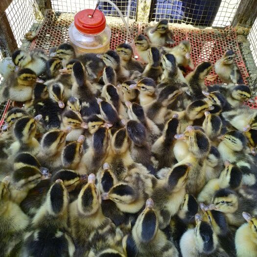乐至县麻鸭苗