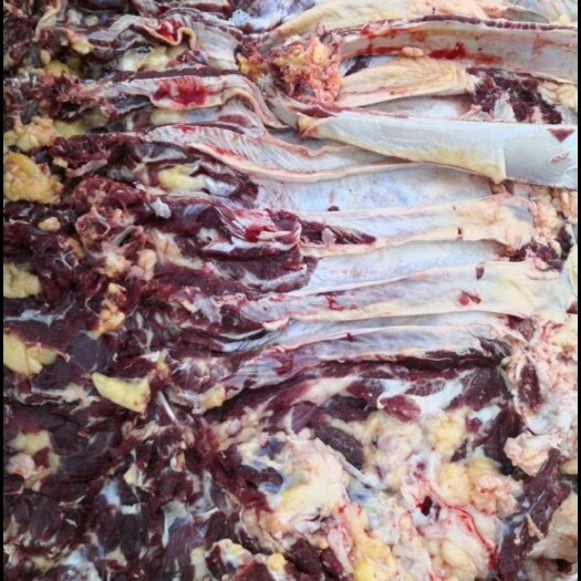 商河县常年供应 活宰残牛肉