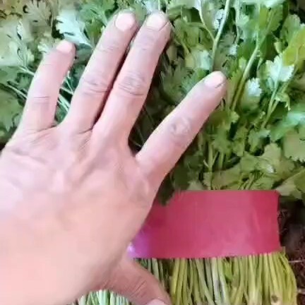 邯郸香菜