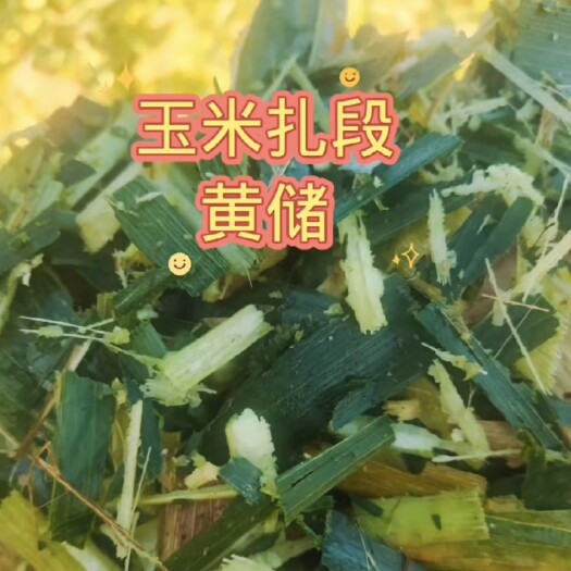 滨州压块黄储