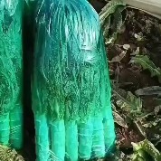 宿州安徽宿州涌桥产区，红尖叶莴笋大量上市，无花头无空心，质量保证
