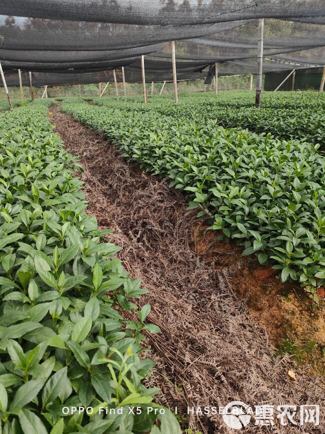 草珊瑚苗 /九节茶，自家苗圃无中间商赚差价，欢迎实地考察