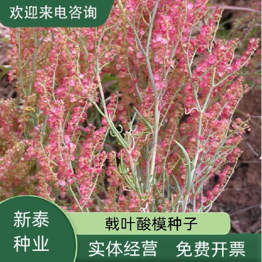 戟叶酸模种子林木种籽四季边坡护坡矿山生态修复恢复用种灌木种子