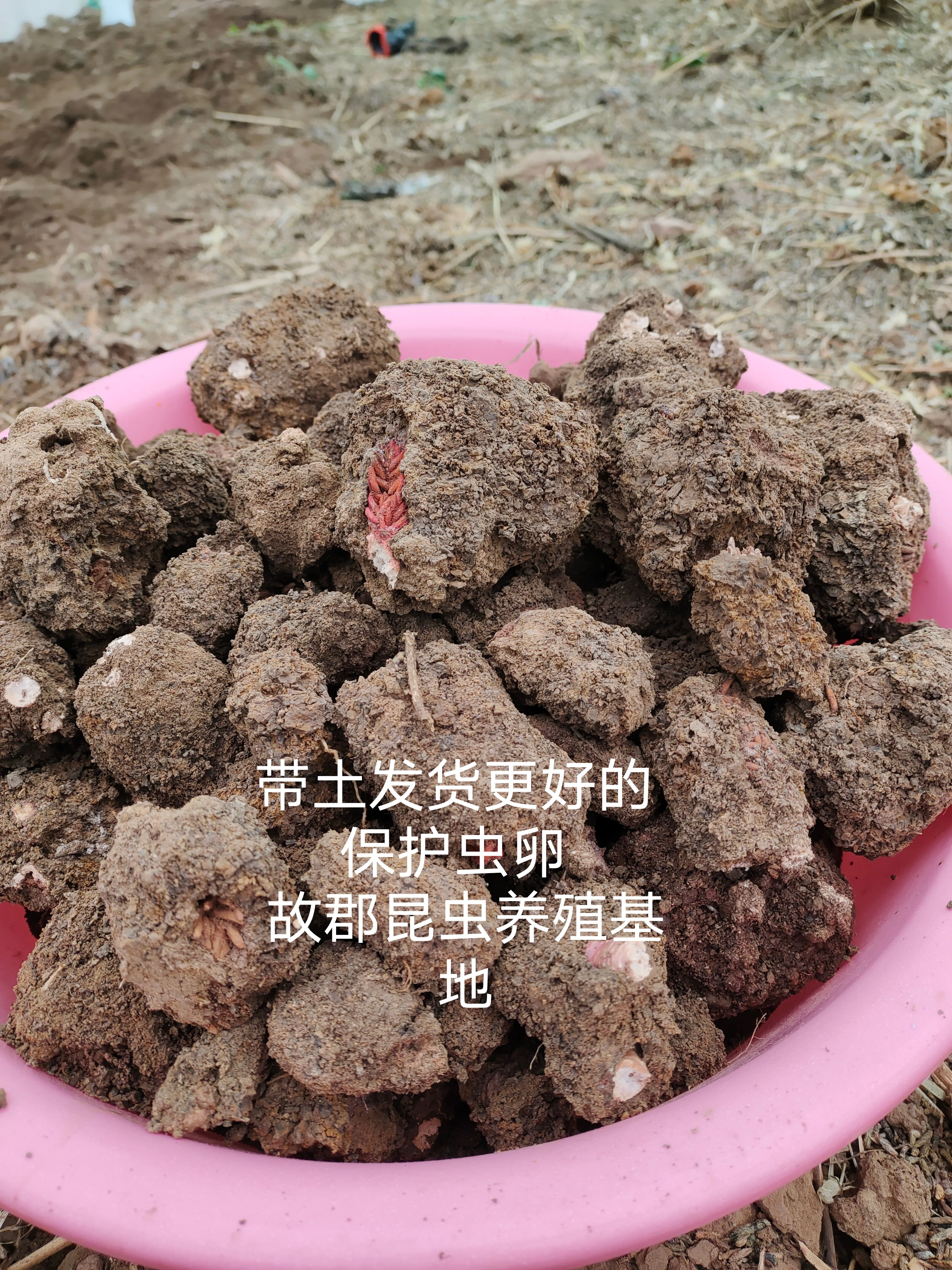 中華棉蝗：俗稱登倒山螞蚱卵對外出售