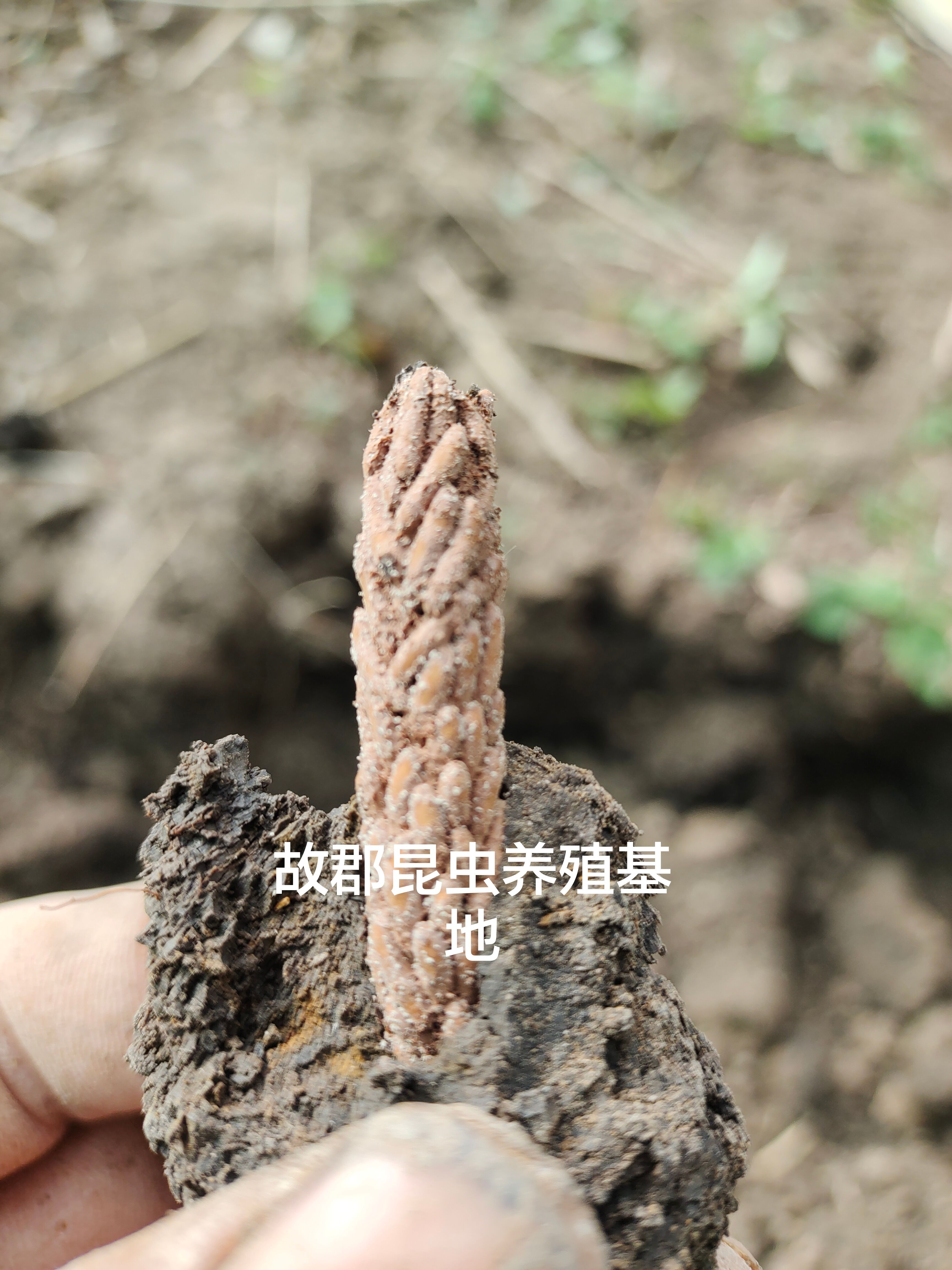 中華棉蝗：俗稱登倒山螞蚱卵對外出售